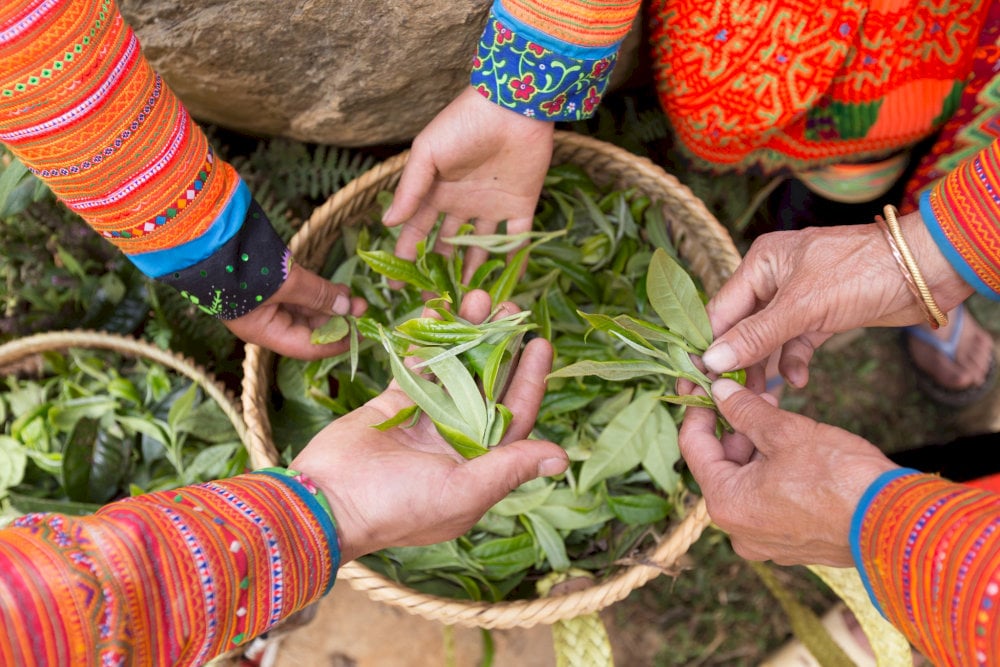 Thu hoạch chè Shan Tuyết